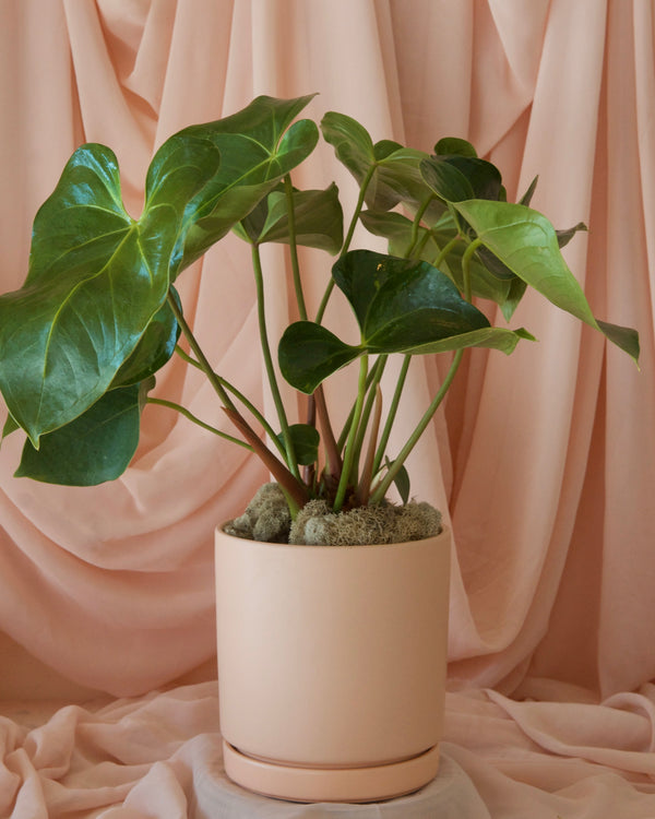 ‘Pick of the Day’ Potted Houseplant image 2