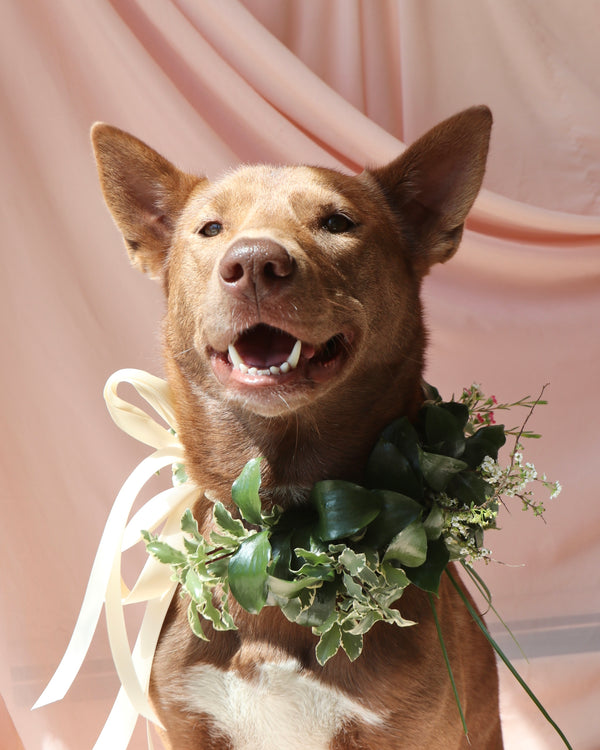 Dog Collar image 1