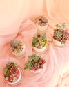 *Magical* Succulent Bowl thumbnail 1