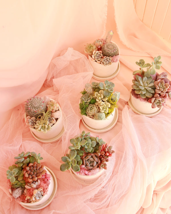*Magical* Succulent Bowl image 1