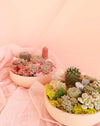 *Magical* Succulent Bowl thumbnail 2