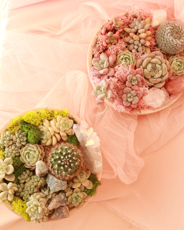 *Magical* Succulent Bowl image 3