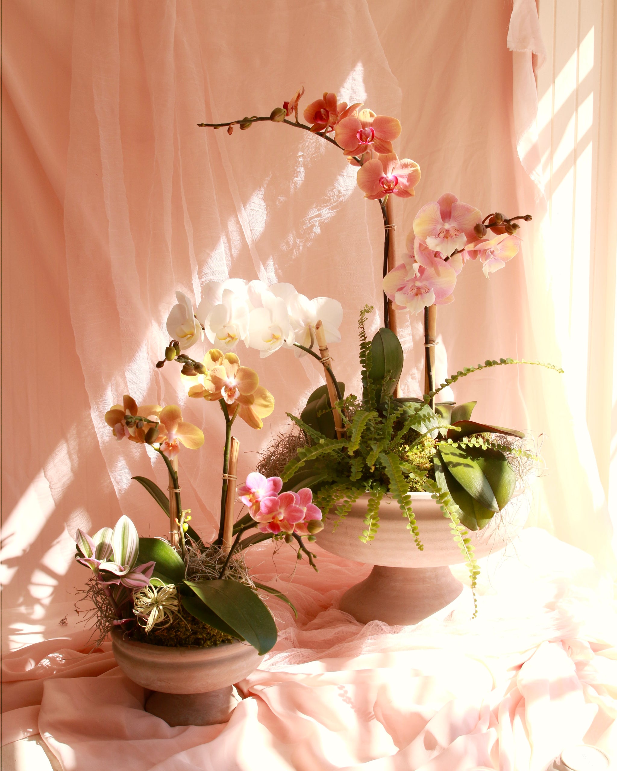 フラワー・ガーデニング rococo Houseplants – Rococo Floral co.