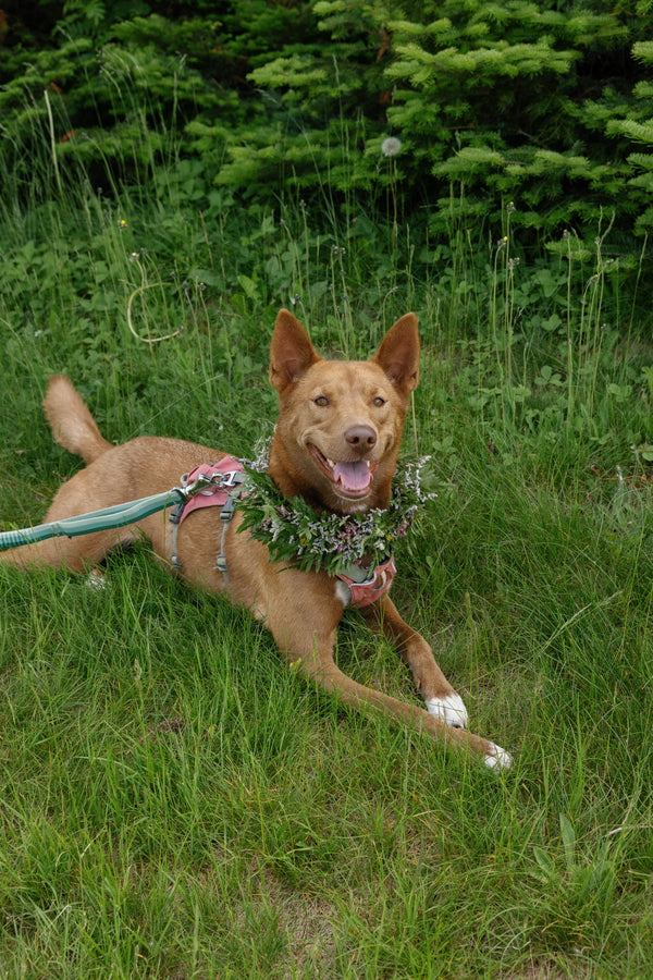 Dog Collar image 2