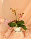 Teacup Orchid Planter thumbnail 2