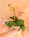 Teacup Orchid Planter thumbnail 1