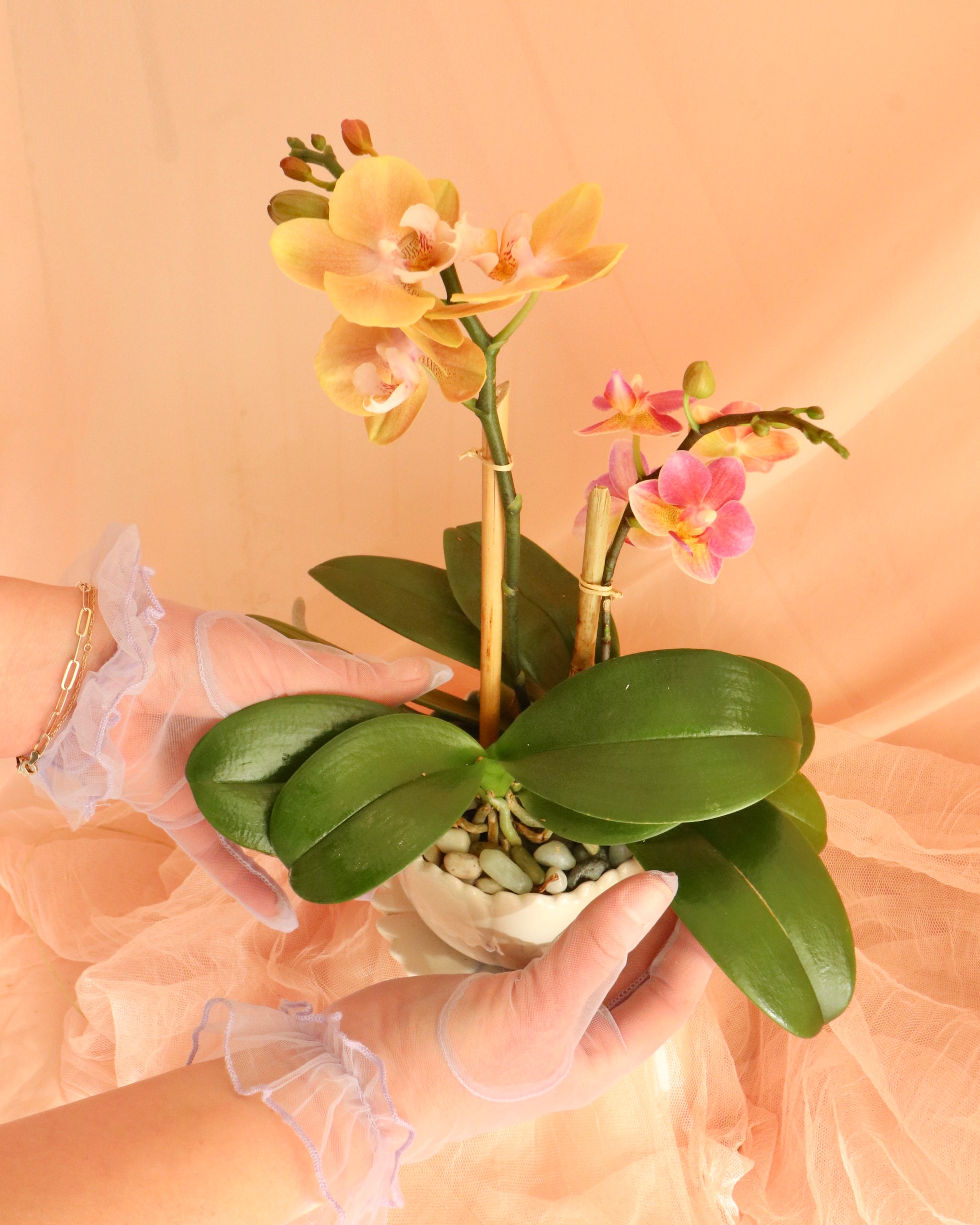 フラワー・ガーデニング rococo Houseplants – Rococo Floral co.