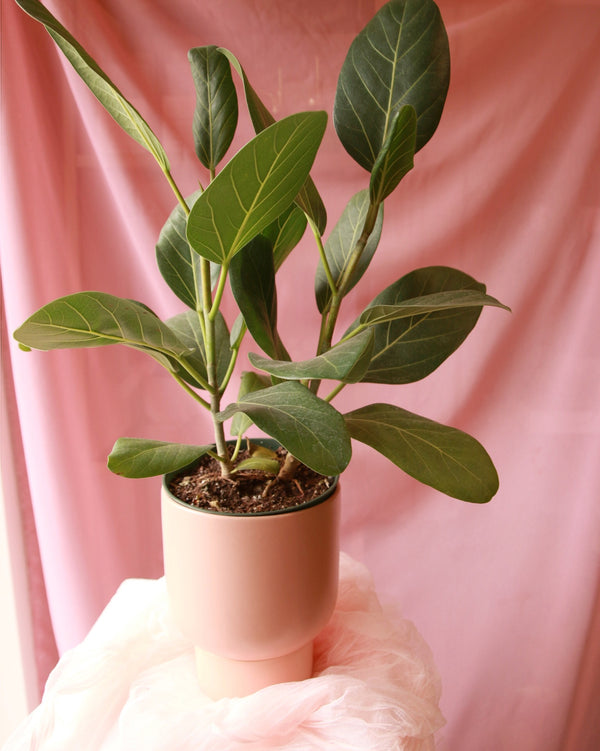 ‘Pick of the Day’ Potted Houseplant image 2