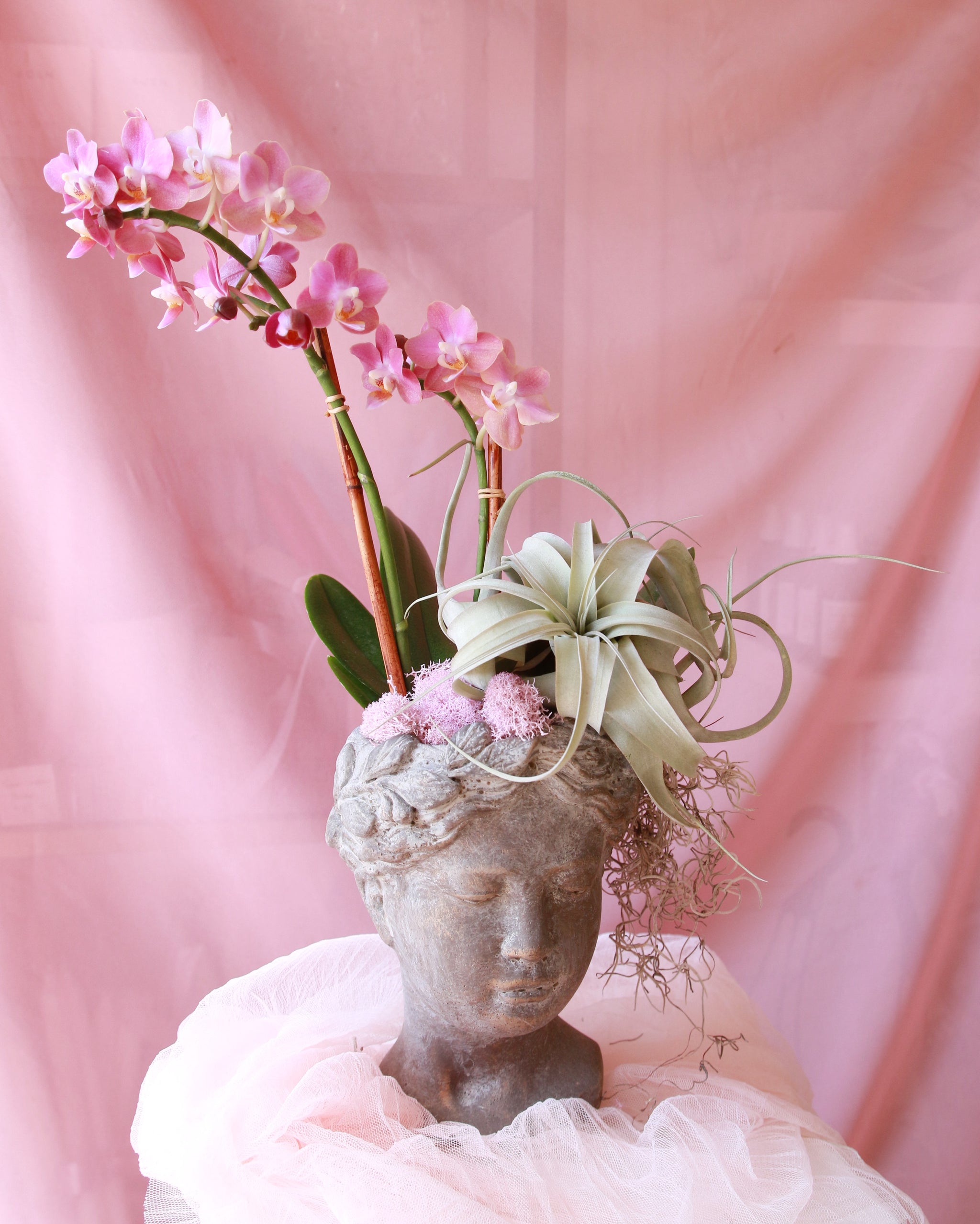 フラワー・ガーデニング rococo Houseplants – Rococo Floral co.