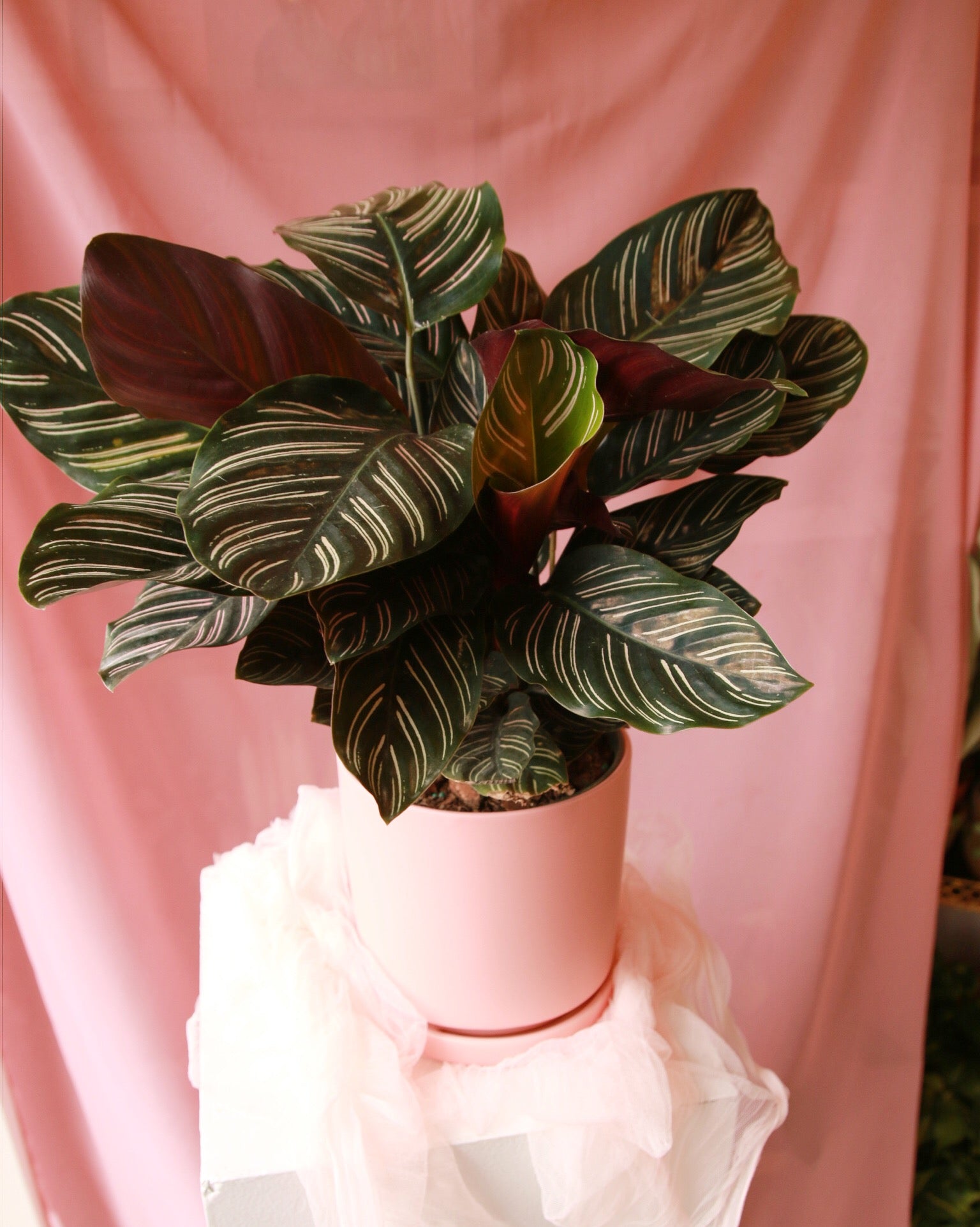 フラワー・ガーデニング rococo Houseplants – Rococo Floral co.