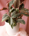 ‘Pick of the Day’ Potted Houseplant thumbnail 3