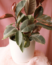 Load image into Gallery viewer, ‘Pick of the Day’ Potted Houseplant

